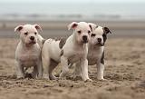 BOULEDOGUE AMERICAIN 145